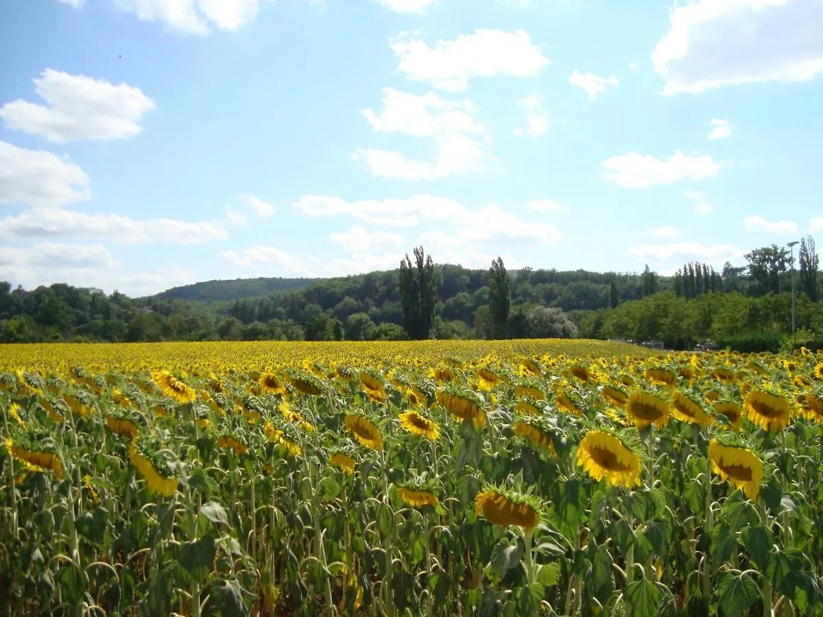 Le Mas Des Cypres Constans